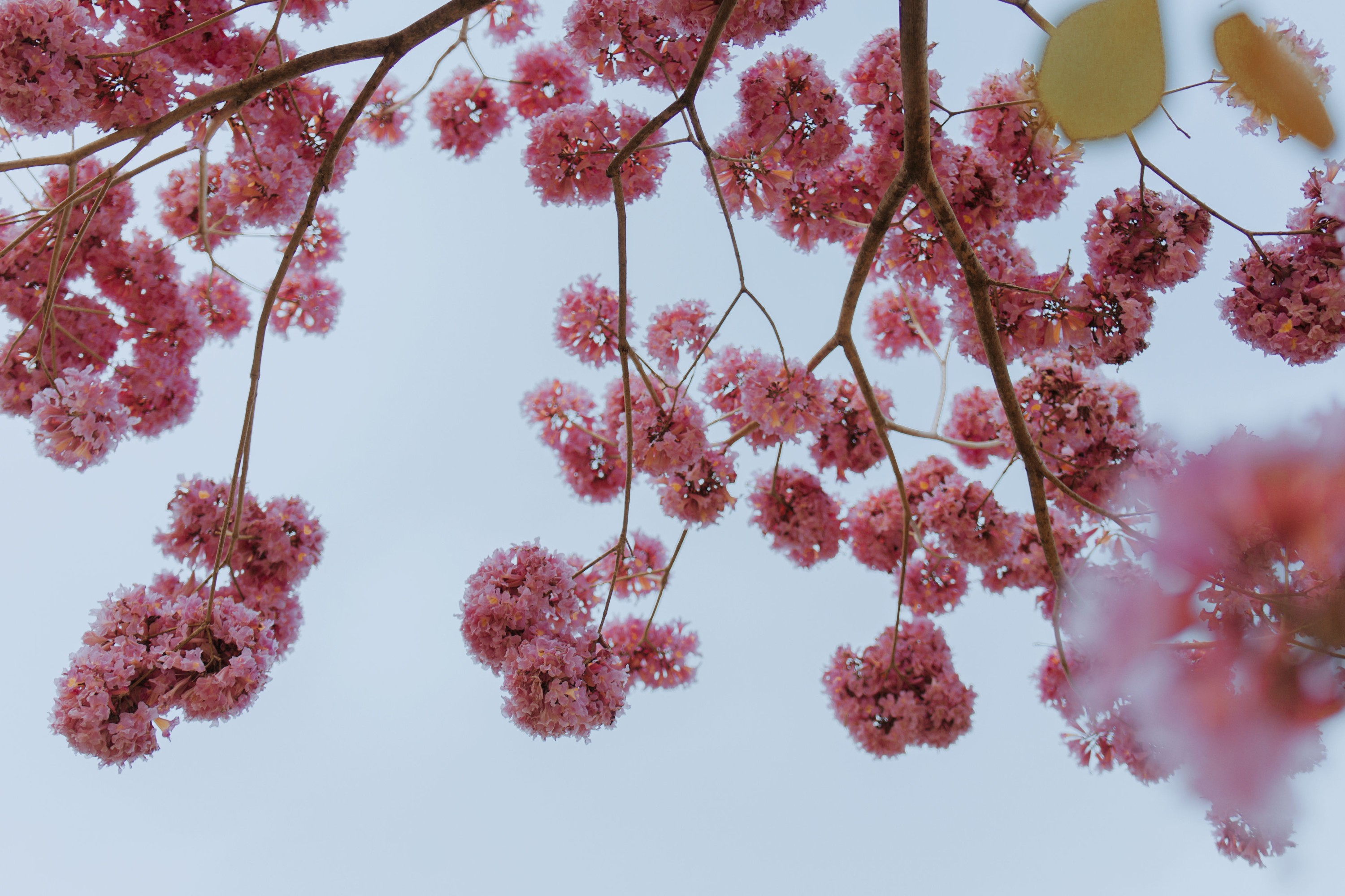 图片[6]-苹果大人 – 《遇芳记》[26P]-COS写真在线网