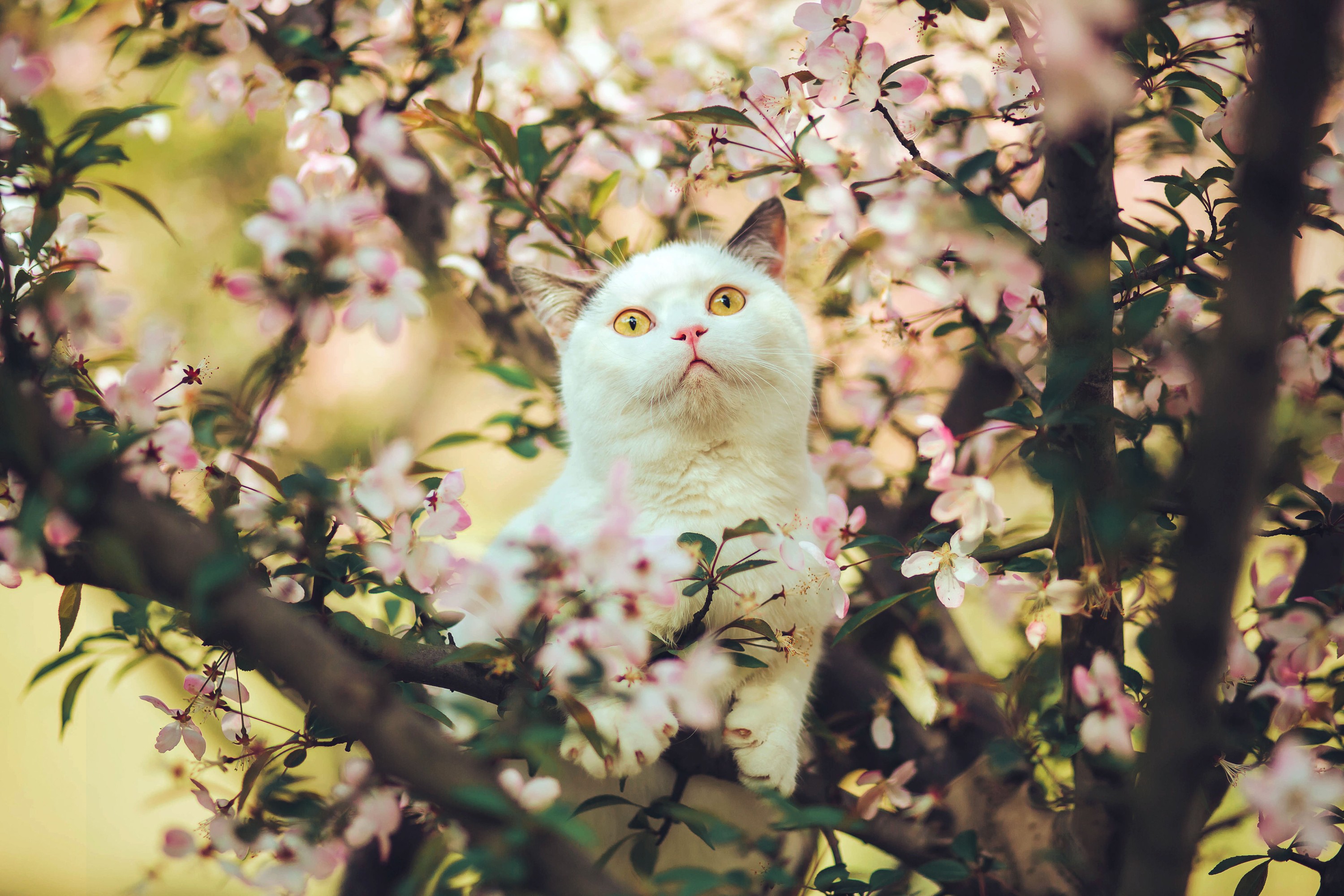 图片[6]-邱风 – 《猫侍》[31P]-COS写真在线网