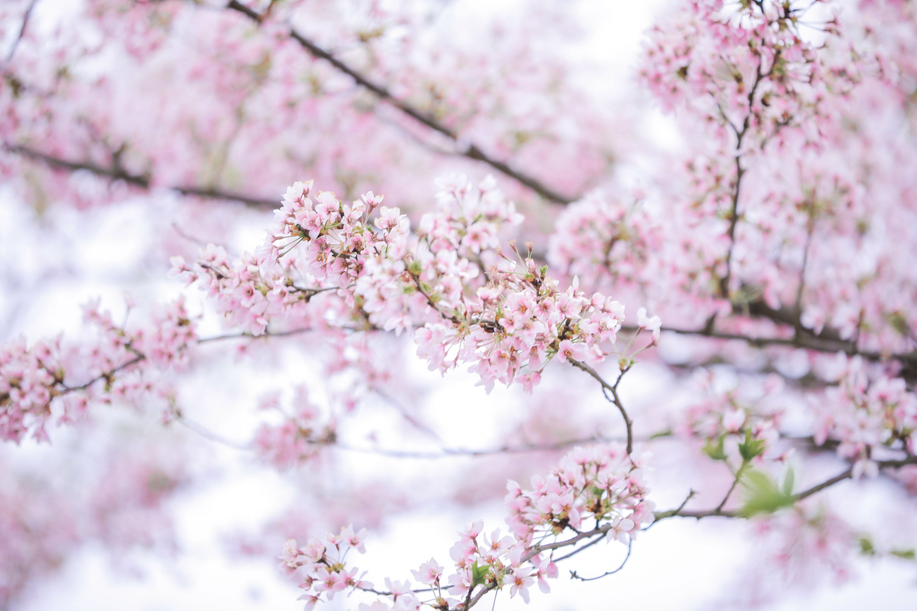 图片[6]-槐枝- – 《秋千架下》[22P]-COS写真在线网