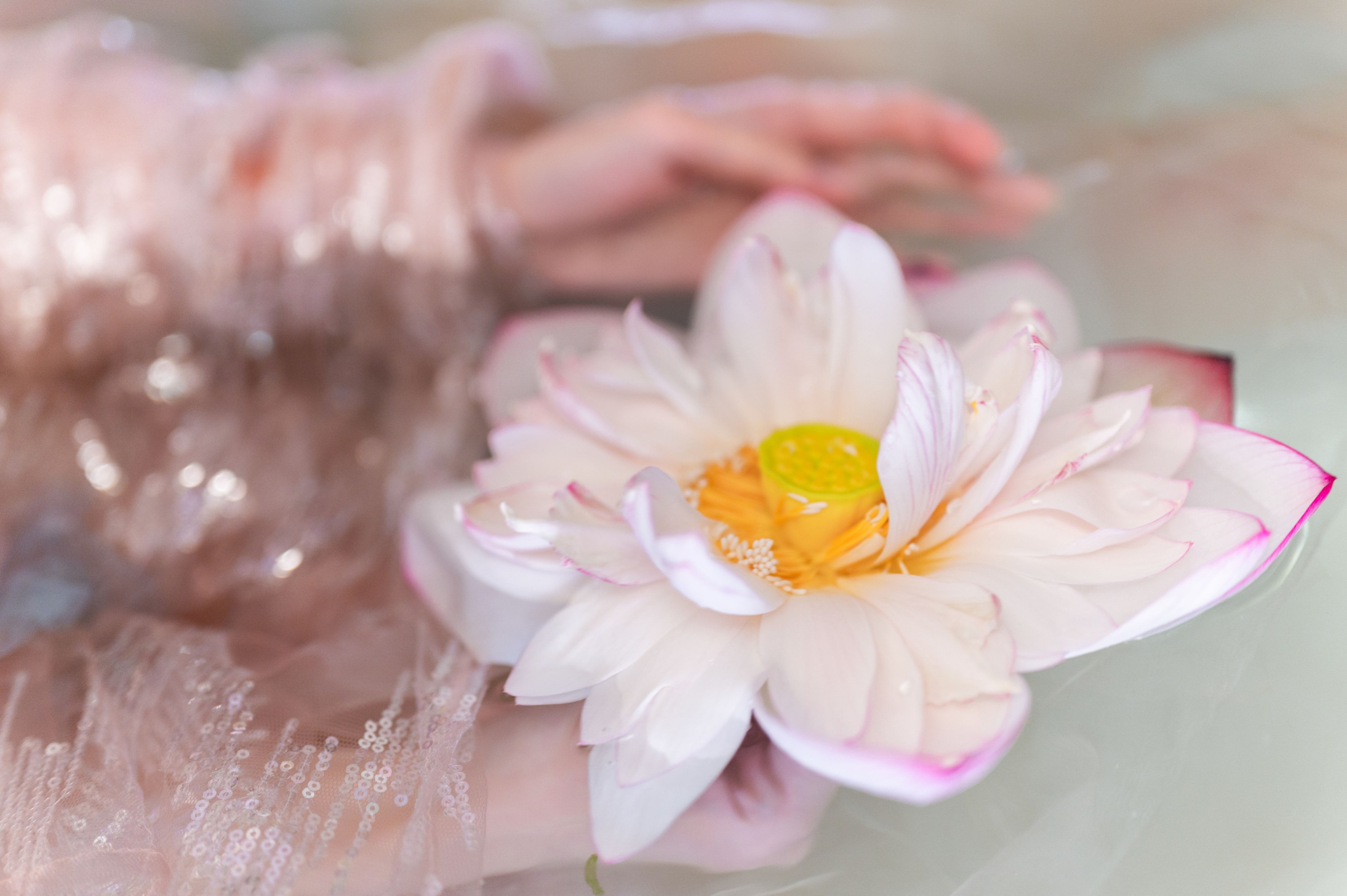 图片[5]-贰加六 – 《真金鱼姬》[28P]-COS写真在线网