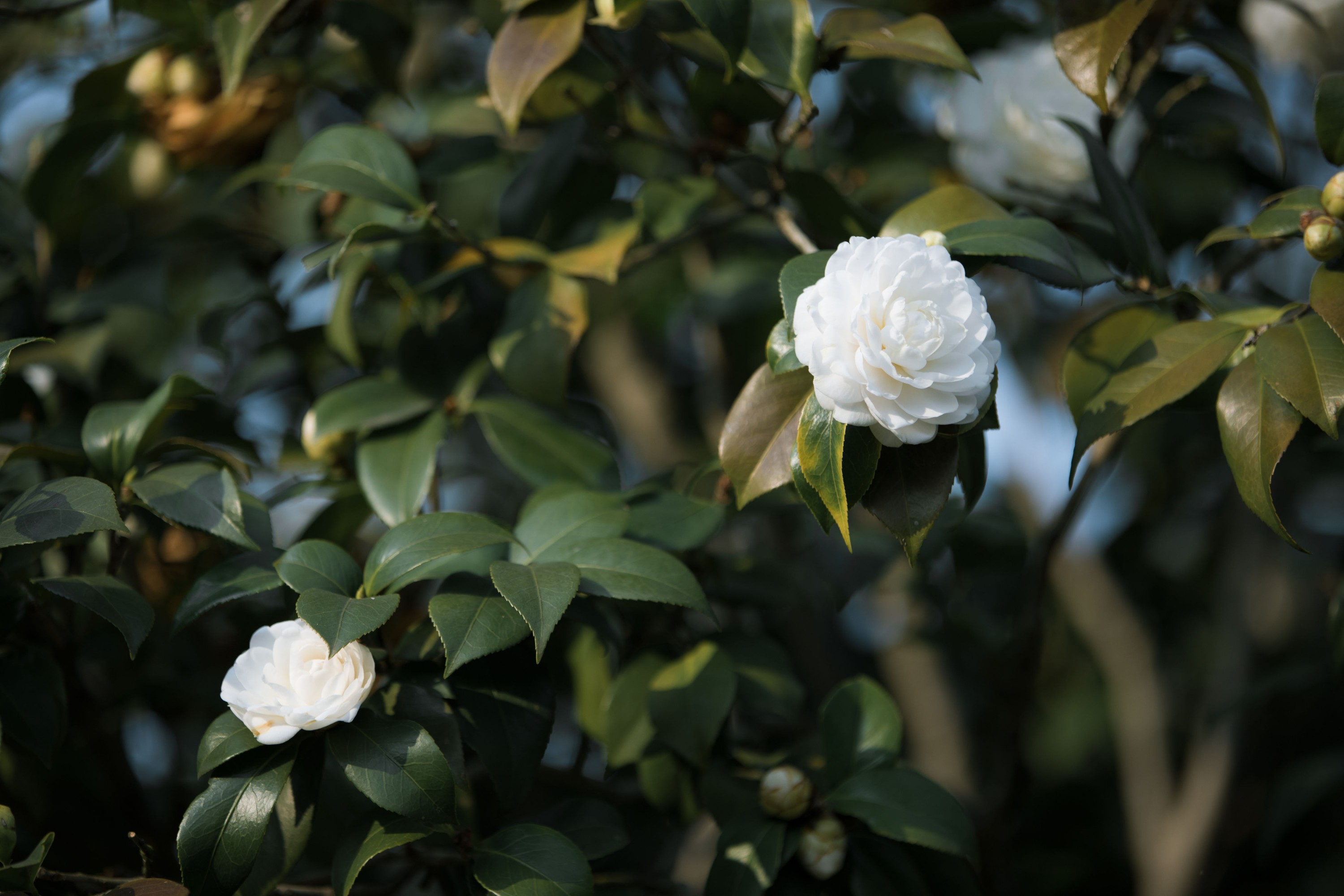 图片[5]-酸辣湯兒 – 《妙玉》[25P]-COS写真在线网