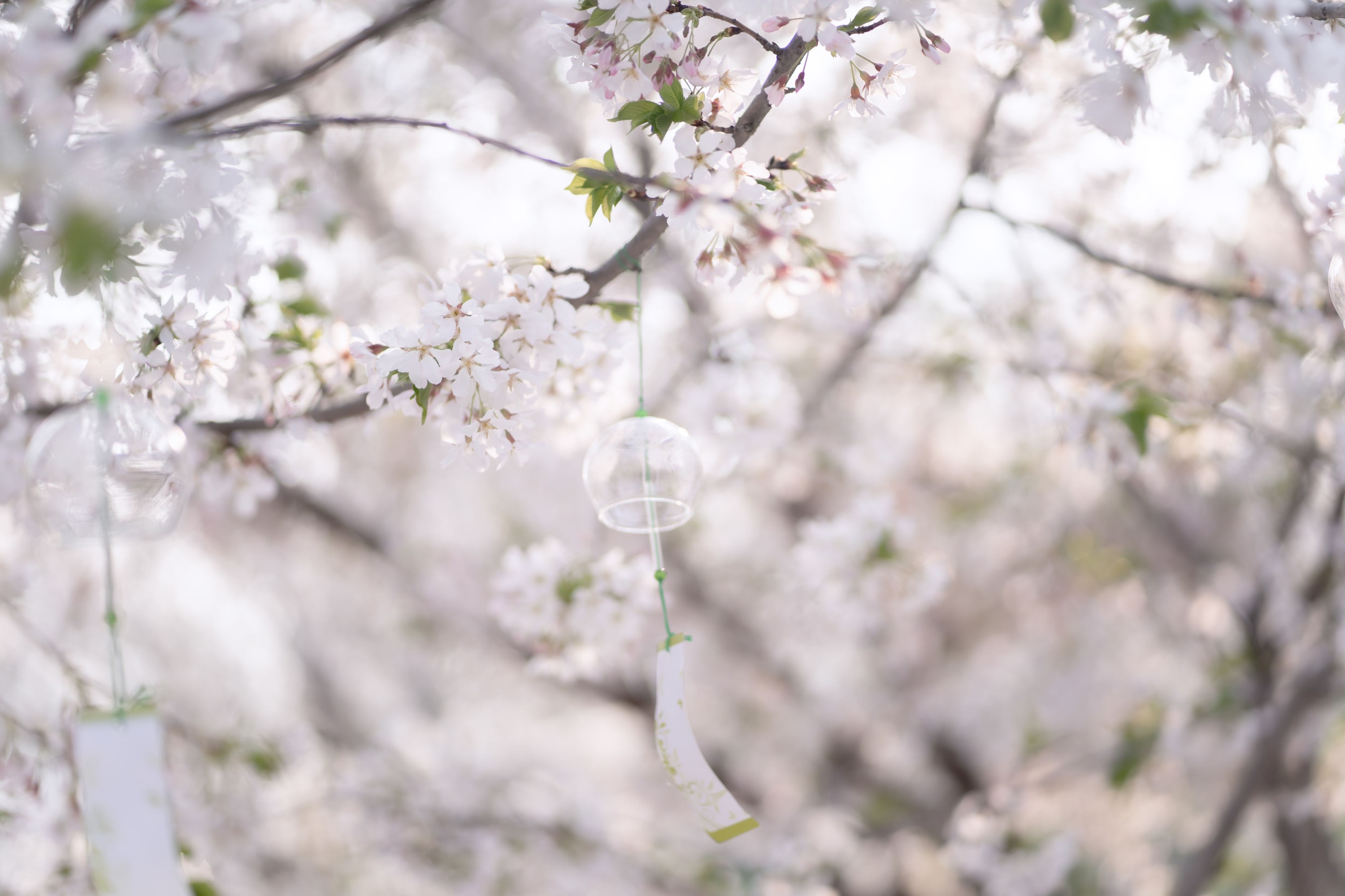 图片[6]-绮罗生的小苏苏 – 《玲珑》[28P]-COS写真在线网