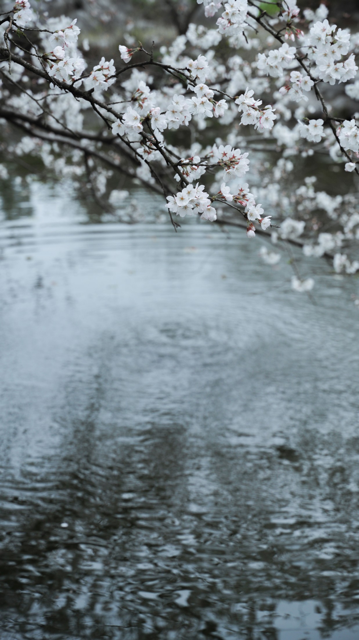 图片[6]-湫一只岁岁 – 《樱花》[27P]-COS写真在线网