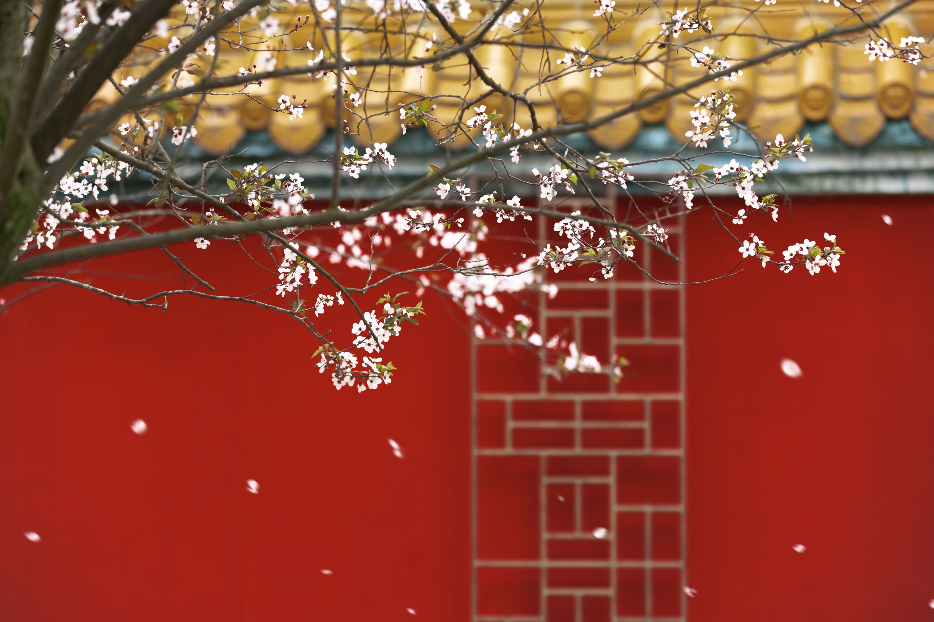 图片[6]-初茶 – 《春风慢》[49P]-COS写真在线网