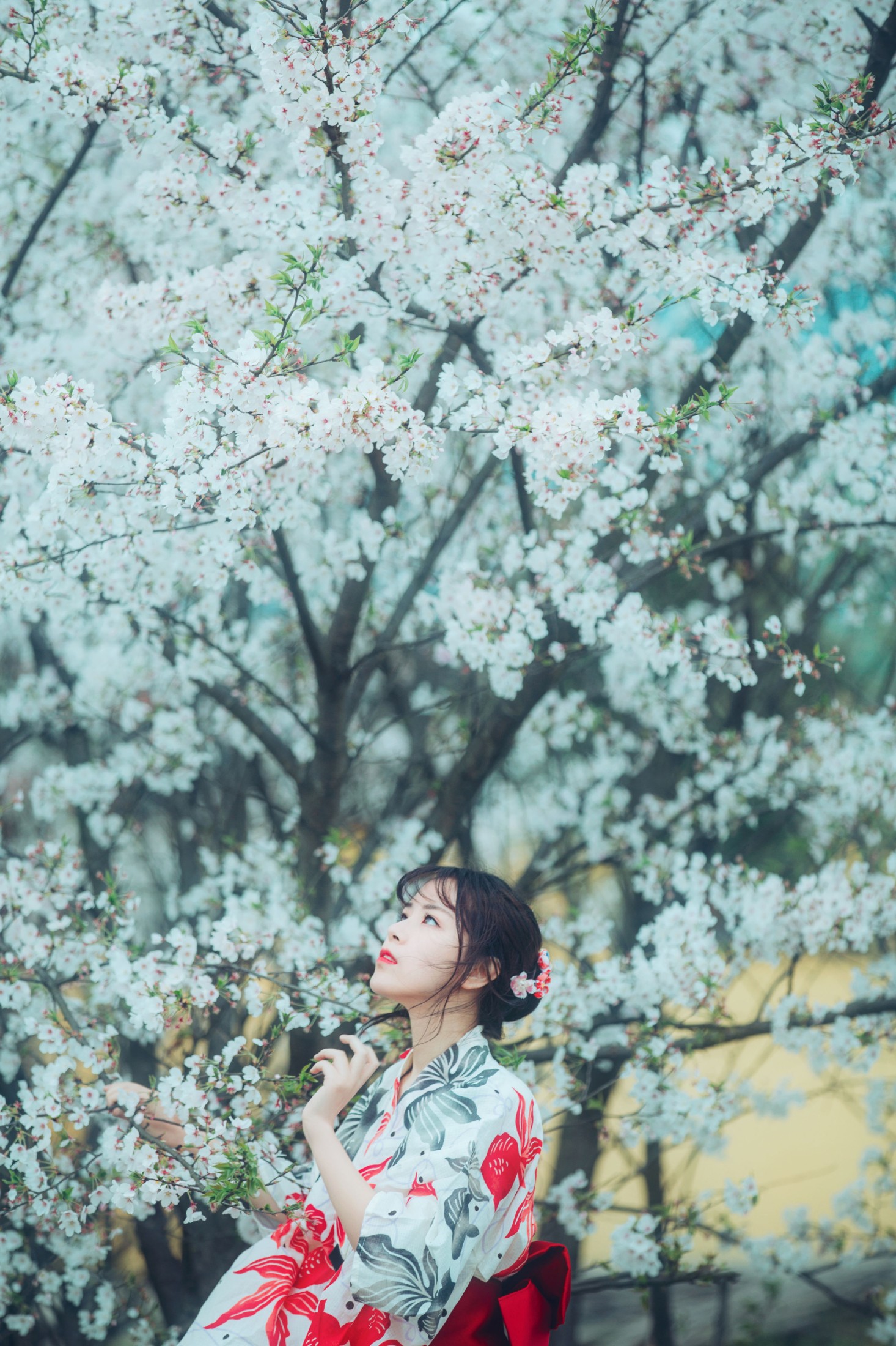 图片[3]-公子不坏 – 《流樱》[24P]-COS写真在线网