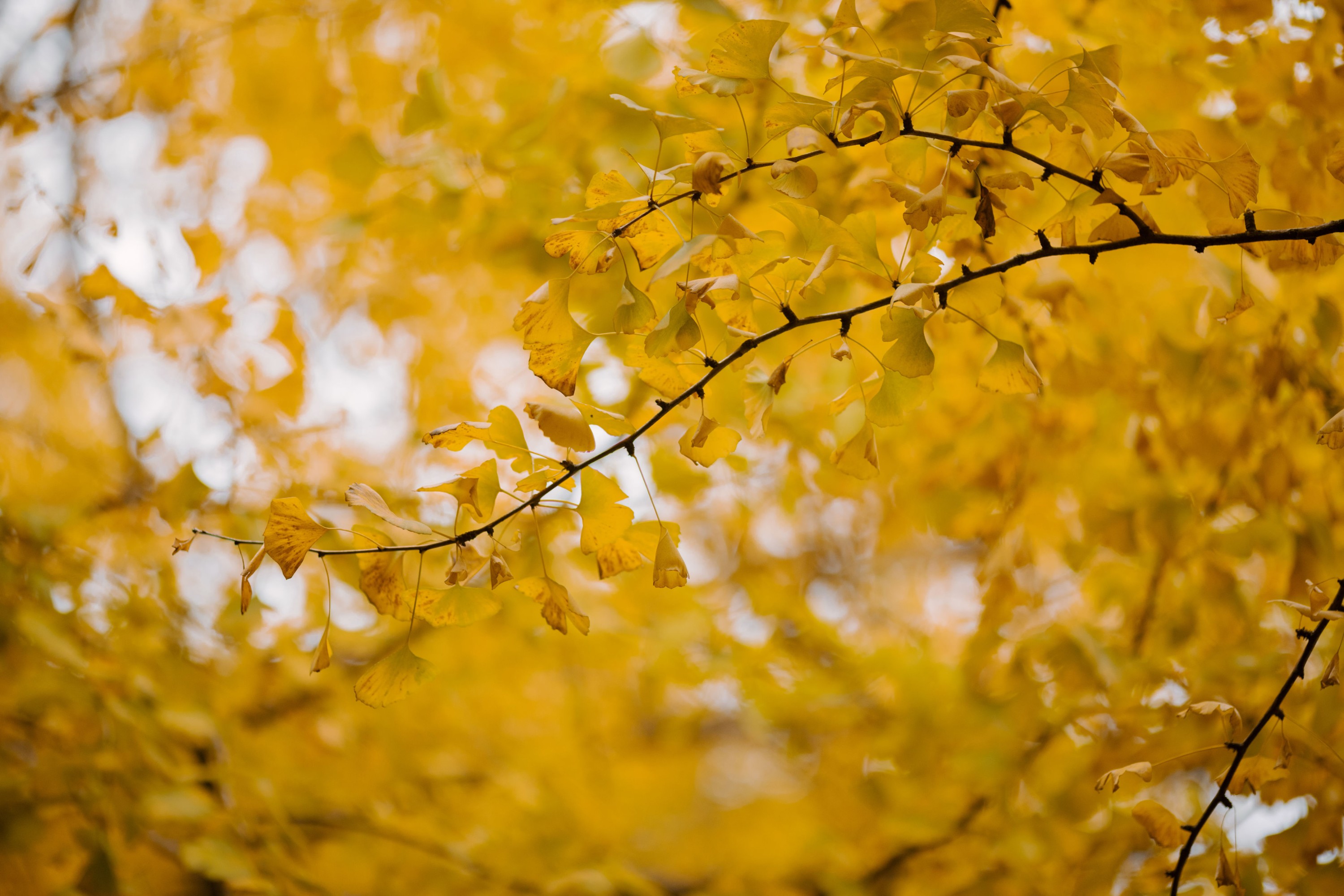 图片[6]-姌Rr – 《秋风起，你何时归？》[21P]-COS写真在线网