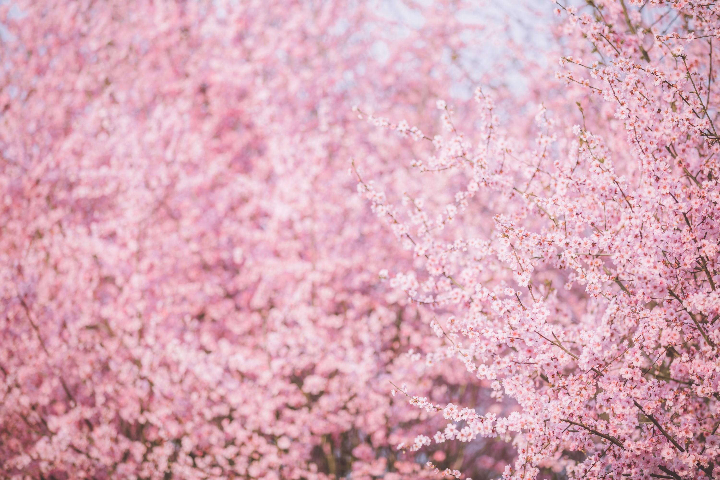 图片[6]-当初叫人家小田田 – 《美人梅》[21P]-COS写真在线网