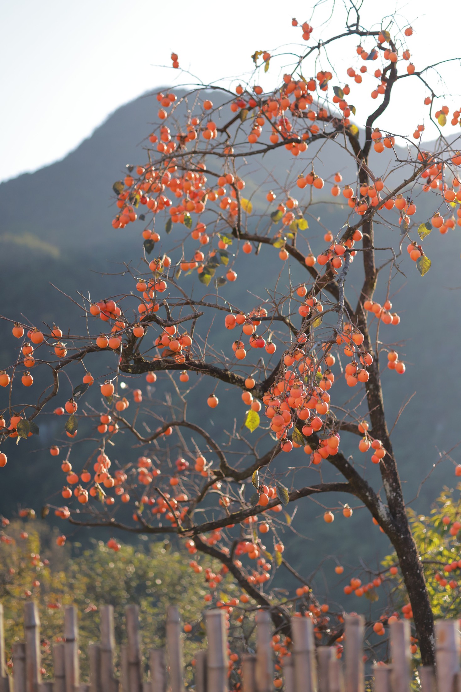 图片[6]-小上官 – 《柿子》[20P]-COS写真在线网