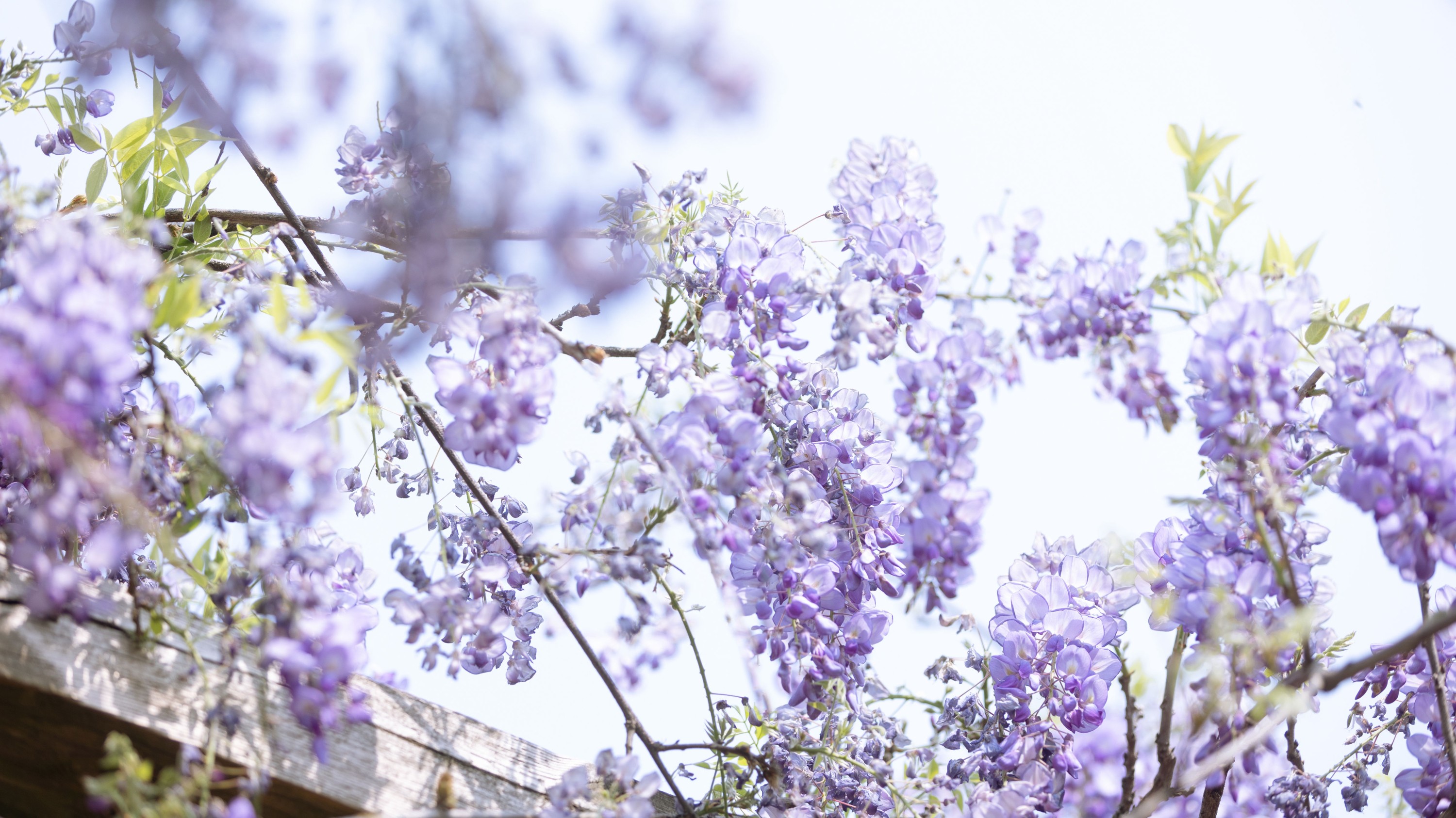 图片[6]-小y今天也很开心 – 《藤下小记》[26P]-COS写真在线网