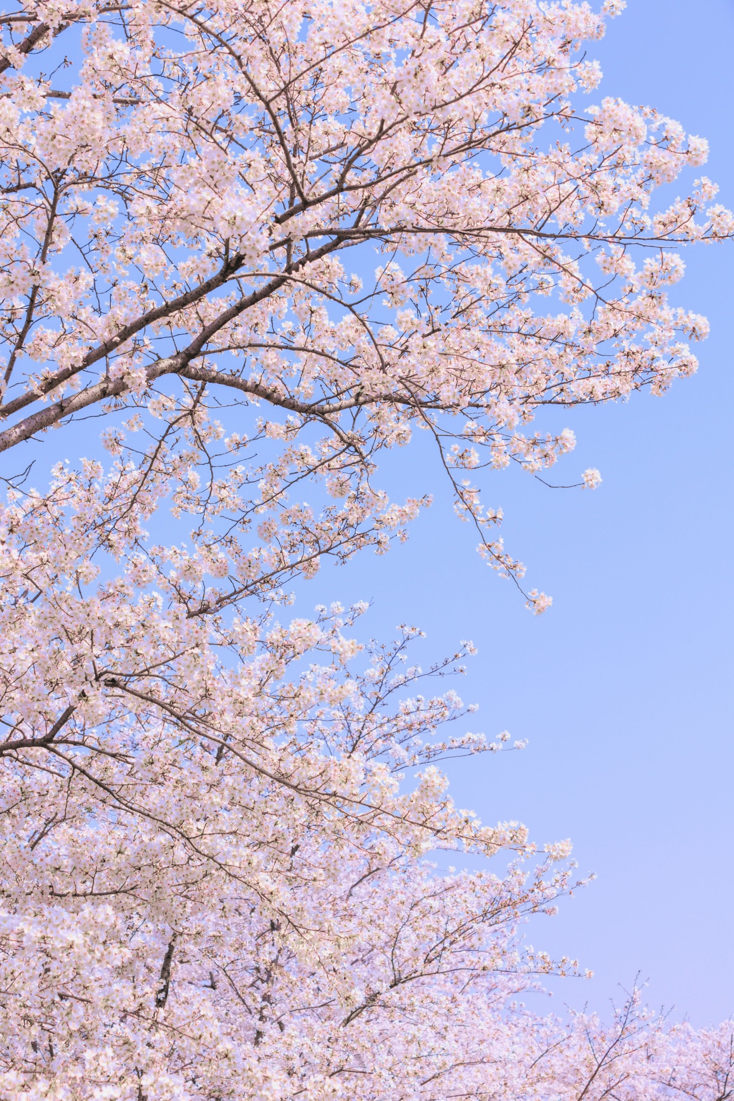 图片[6]-– 《辰山植物园樱花》[27P]-COS写真在线网