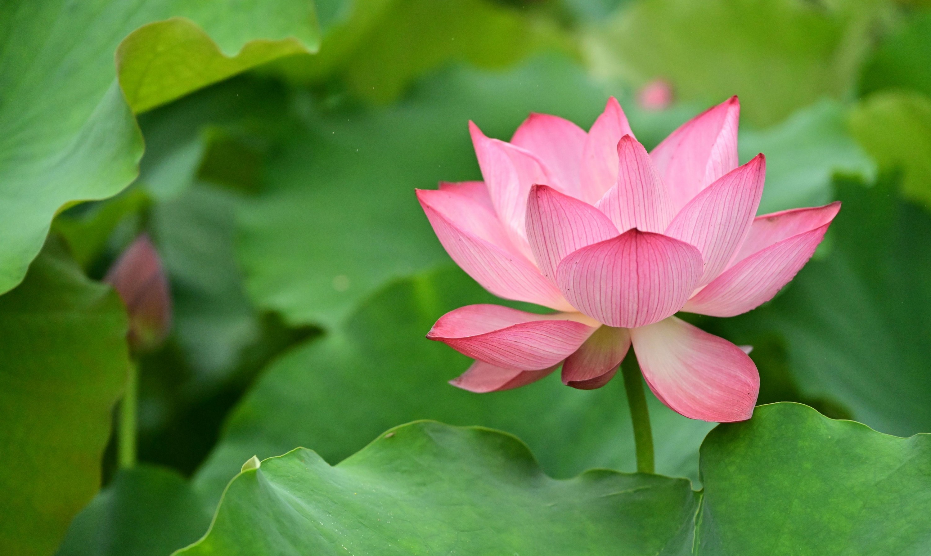 图片[2]-– 《云岭天香的鲜花》[9P]-COS写真在线网