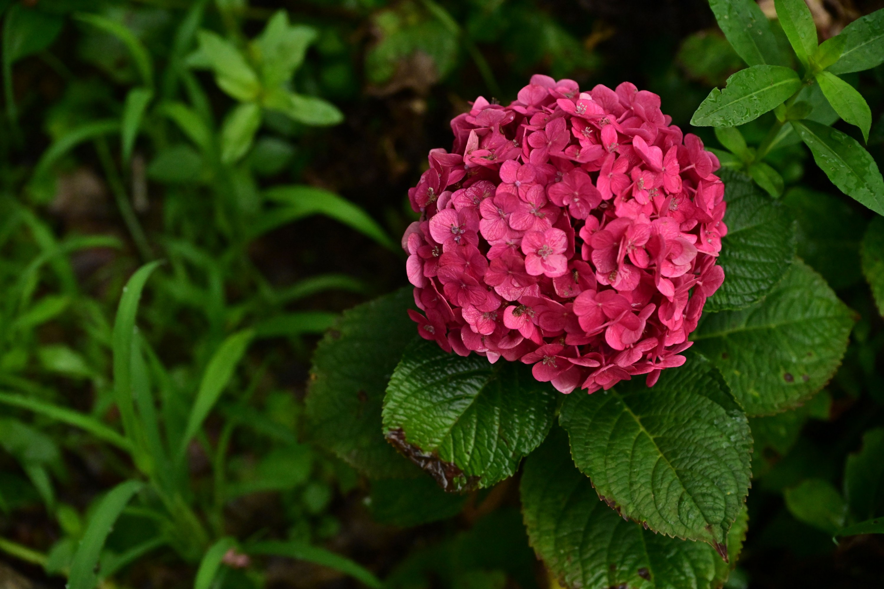 – 《云岭天香的鲜花》[9P]-COS写真在线网